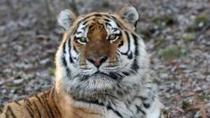 Жизнь тигрят, находящихся на реабилитации в Приморье, вне опасности. Фото: РИА Новости