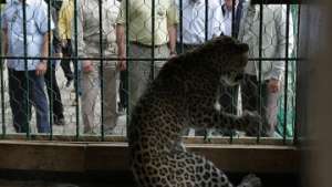 Премьер-министр России в сентябре 2009 года выпустил из клеток в вольеры двух переднеазиатских леопардов. Фото: РИА Новости