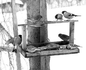 Покормите птиц зимой! Фото: http://www.prgazeta.ru