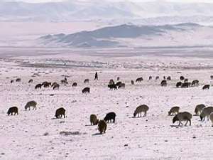 Монголия на грани гуманитарной катастрофы. Фото: Вести.Ru
