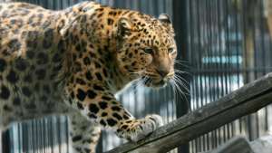 Найденного в &quot;Речнике&quot; леопарда в пятницу отвезут в Сочи. Фото: РИА Новости