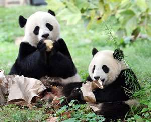 Большие панды. Фото: http://mammals.ru