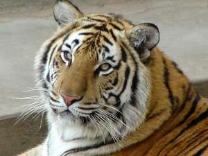 Амурский тигр. Фото: zooclub.ru 