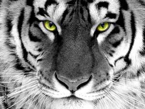 Белый тигр. Фото: http://sunhome.ru