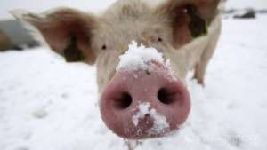 Из-за африканской чумы уничтожено поголовье свиней на кубанских фермах. Фото: РИА Новости