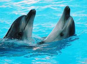 Дельфины. Фото из открытых источников сети Интернет