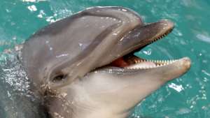 Дельфины при необходимости &quot;включают&quot; у себя диабет. Фото: РИА Новости