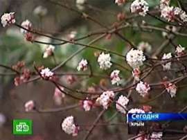 Цветущий в Крыму сад. Кадр телеканала НТВ