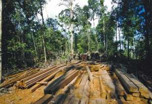 Вырубка тропических лесов. Фото: http://greenword.ru