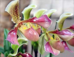 Орхидеи. Фото: http://www.internetravel.ru