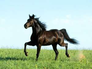 Лошадь. Фото: http://sunhome.ru