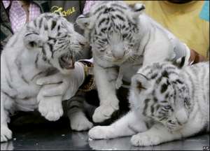 Белые тигрята. Фото: http://newsimg.bbc.co.uk