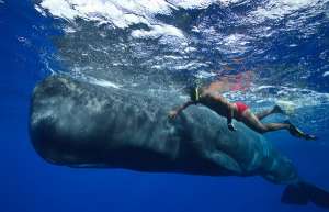 Дружба с китами. Фото: http://animalpicture.ru