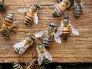 Дикие пчелы. Фото: http://doptunut.ru