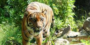 Суматранский тигр. Фото: http://whoyougle.ru