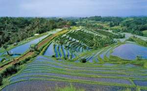 Рисовые поля в Индонезии. Архив. Фото: http://www.saga.ua