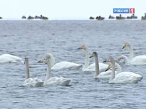 Перелетные утки и лебеди неожиданно выбрали для зимовки Незамерзающее озеро Лебединое в алтайском селе Урожайное. Фото: Вести.Ru