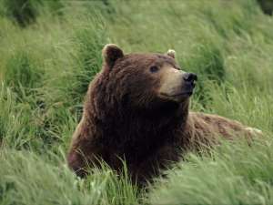 Медведь. Фото: http://diary.ru