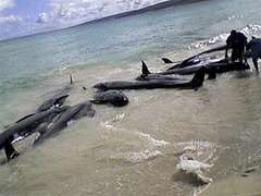 Мертвые дельфины. Архив. Фото: http://www.treli.ru
