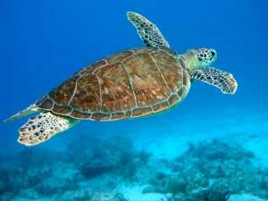 Морская черепаха. Архив