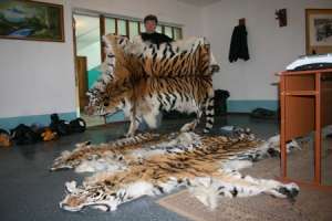 В Приморье задержаны контрабандисты со шкурами тигра. Фото: http://www.nr2.ru