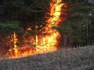 Лесной пожар. Фото: http://mail.ru