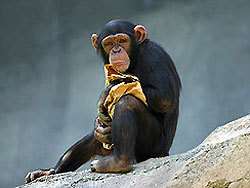 Шимпанзе. Фото: http://www.pravda.ru