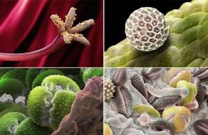 Микросъемка пыльцы. Фото: http://www.etoday