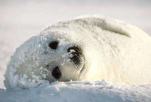Щенок тюленя. Фото: http://diary.ru
