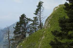 Над лесами хребта Слесарный нависла угроза массовых вырубок. Фото: http://www.bellona.ru