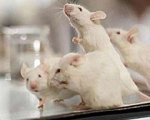 Лабораторные мыши. Фото: http://sci-lib.com/