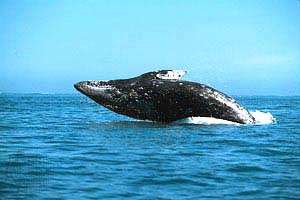 Серый кит. Фото: http://www.floranimal.ru/