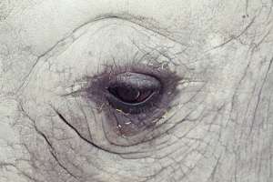 Грустные глаза животных в зоопарке. Фото: http://www.etoday.ru