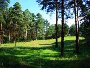 Прииртышье засеят хвойными лесами. Фото: Вести.Ru