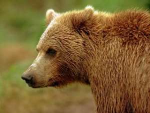 Медведь. Фото: http://krasnoyarsk.rfn.ru