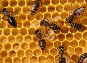 Пчелы. Фото: http://paseka.su