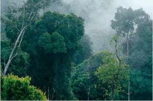 Тропические леса. Фото из открытых источников сети Интернет