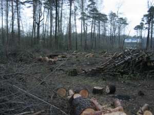 Вырубки леса. Фото: http://www.greenpatrol.ru