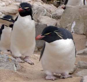 Скалистый пингвин (Eudyptes chrysocome). Фото: http://www.goldensites.ru