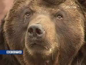 На Камчатке медведи выходят к населенным пунктам в поисках пищи. Фото: Вести.Ru
