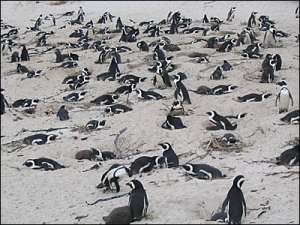 Пингвины на пляже в ЮАР. Фото: http://bbc.co.uk