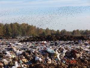 Новый Регион: ''Шереметьево'' атакуют птицы. Фото: http://nr2.ru