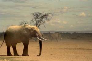 Слон. Фото: http://www.inter.by