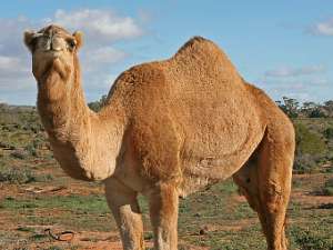 Современный верблюд вида Camelus dromedarius. Фото пользователя Jjron с сайта wikipedia.org