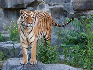 Подаренные Ирану российские тигры с трудом переносят жару в тегеранском зоопарке. Фото: http://photoanimal.ru/