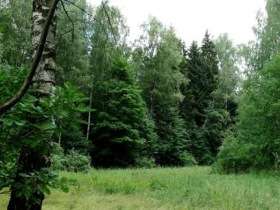 Химкинский лес. Фото: http://www.namarsh.ru