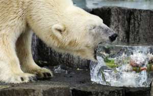 Медведь кушает замороженное лакомство. Фото: http://privet.ru