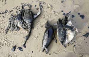 Мертвые пингвины. Фото: http://earthsavvy.wordpress.com