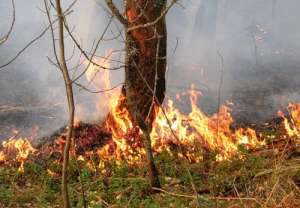 Лесной пожар. Фото Александр Дудкин: http://fotki.yandex.ru/users/a-dudkin/view/41544?page=0