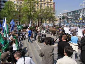 Пикет против вырубки Химкинского леса. Фото: http://www.greenpeace.org